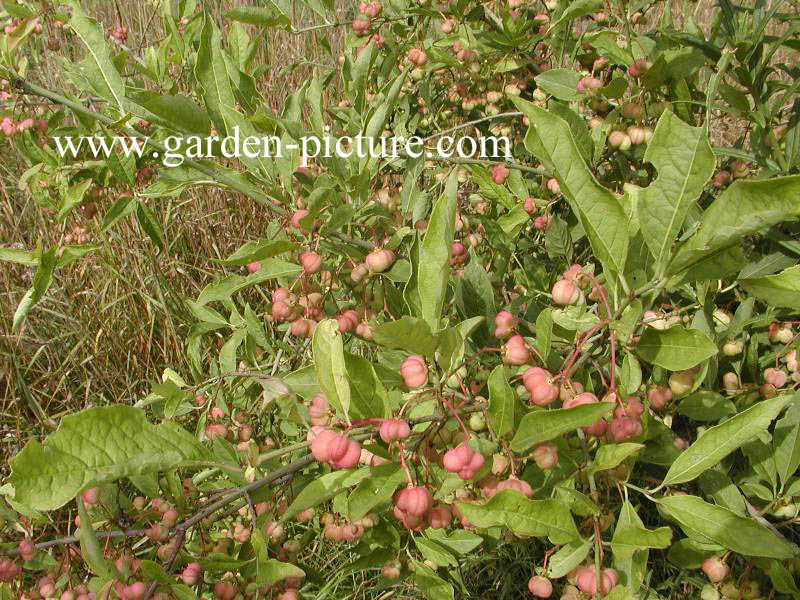 Plantentuin Esveld
