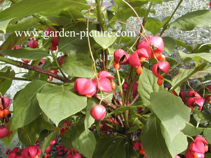 Euonymus planipes