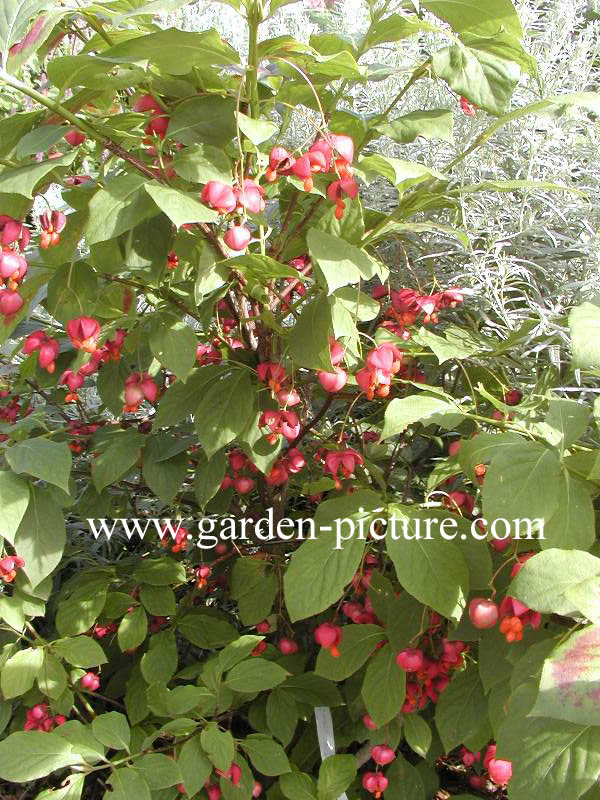 Euonymus planipes