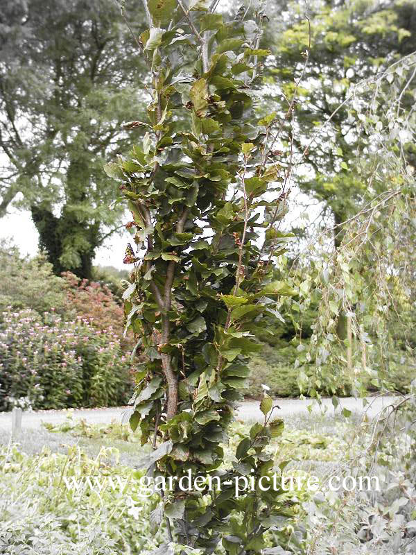 Fagus sylvatica 'Dawyck'