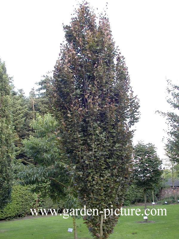 Fagus sylvatica 'Rohan Obelisk'