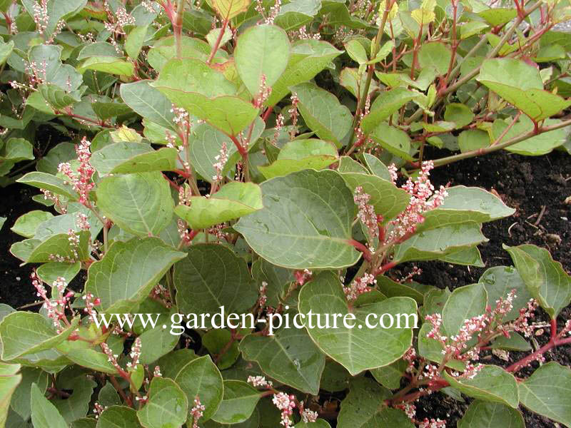 Fallopia japonica compacta