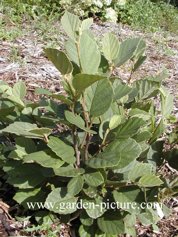 Fothergilla gardenii 'Mount Airy'