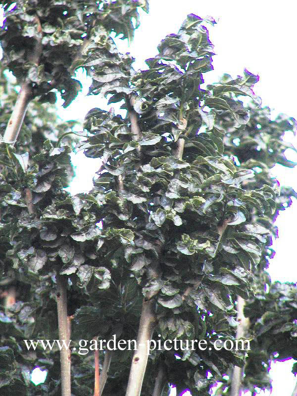 Fraxinus excelsior 'Crispa'