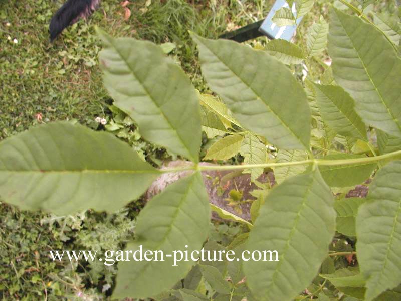 Fraxinus ornus 'Mecsek'