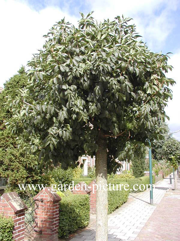 Fraxinus ornus 'Mecsek'