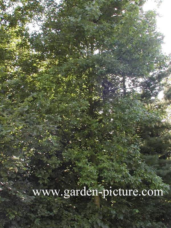 Fraxinus pennsylvanica 'Zundert'