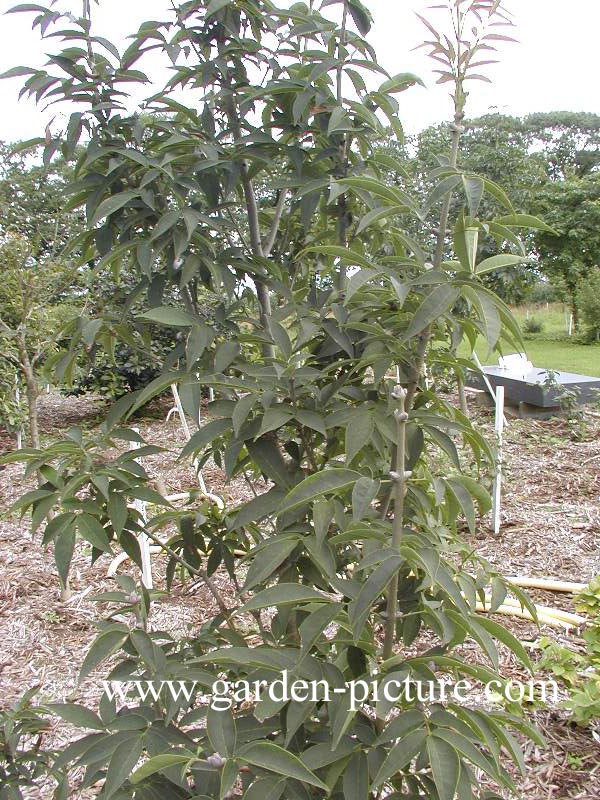 Fraxinus sieboldiana