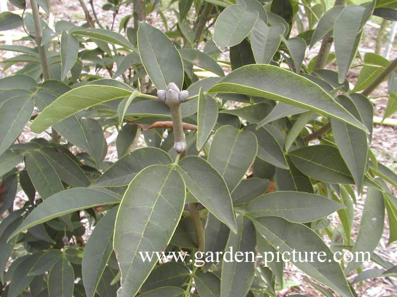 Fraxinus sieboldiana