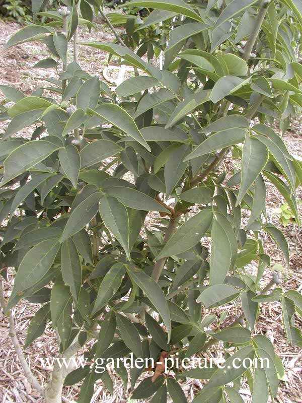 Fraxinus sieboldiana