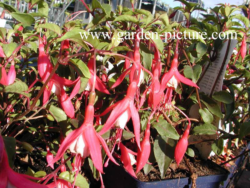 Fuchsia 'Mad. Cornelissen'