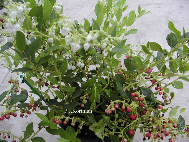 Gaultheria wisleyensis 'Jingle Bells'