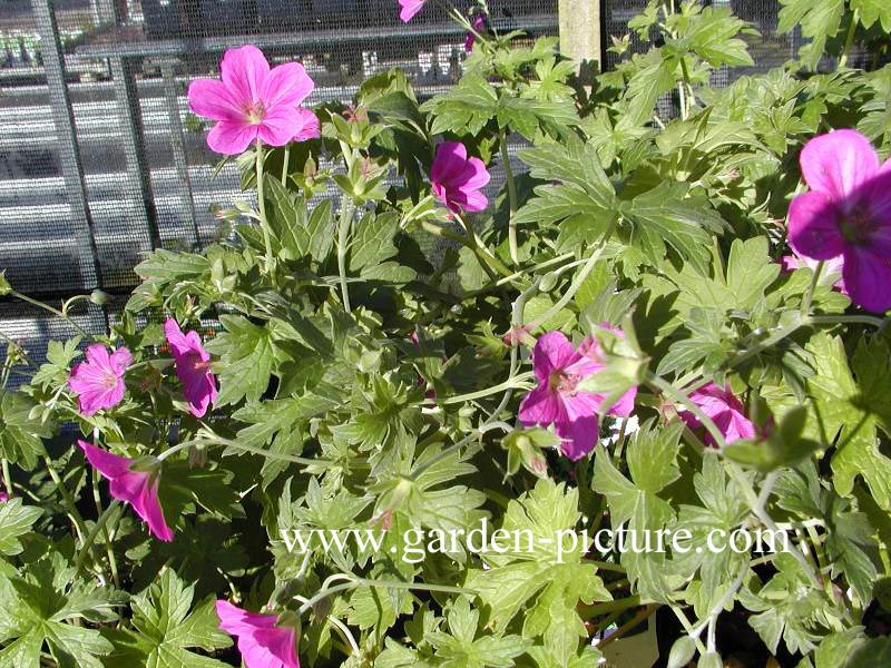 Geranium riversleaianum 'Russell Prichard'