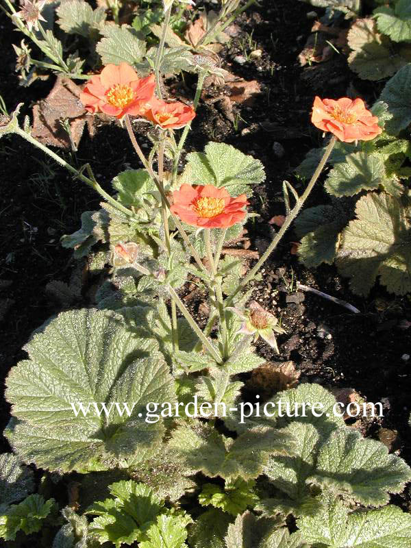 Geum coccineum 'Werner Arends'