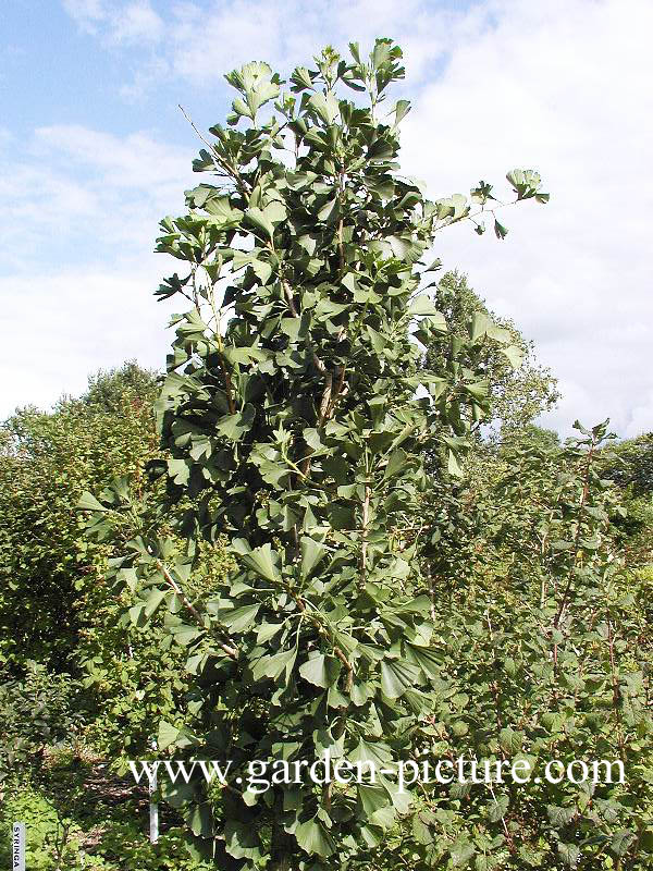 Ginkgo biloba 'Tremonia'