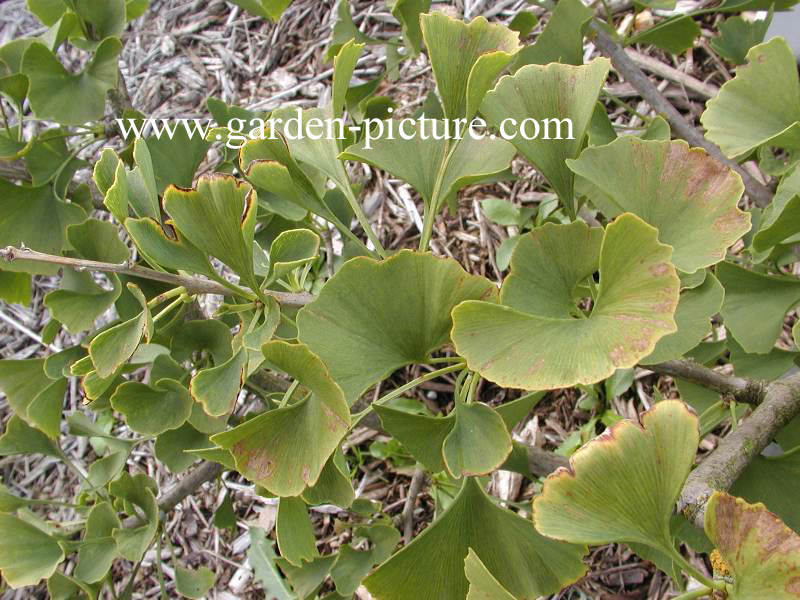 Ginkgo biloba 'Fairmont'