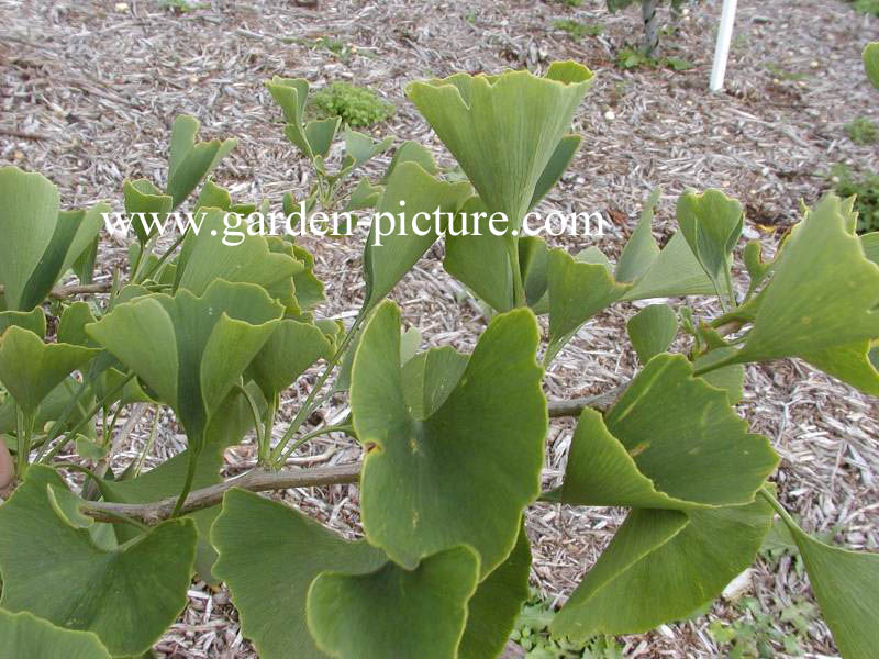 Ginkgo biloba 'Tubifolia'