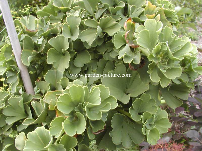 Ginkgo biloba 'Troll'