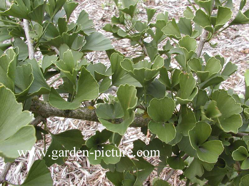 Ginkgo biloba 'Tubifolia'