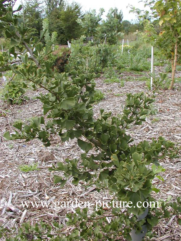 Ginkgo biloba 'Tubifolia'