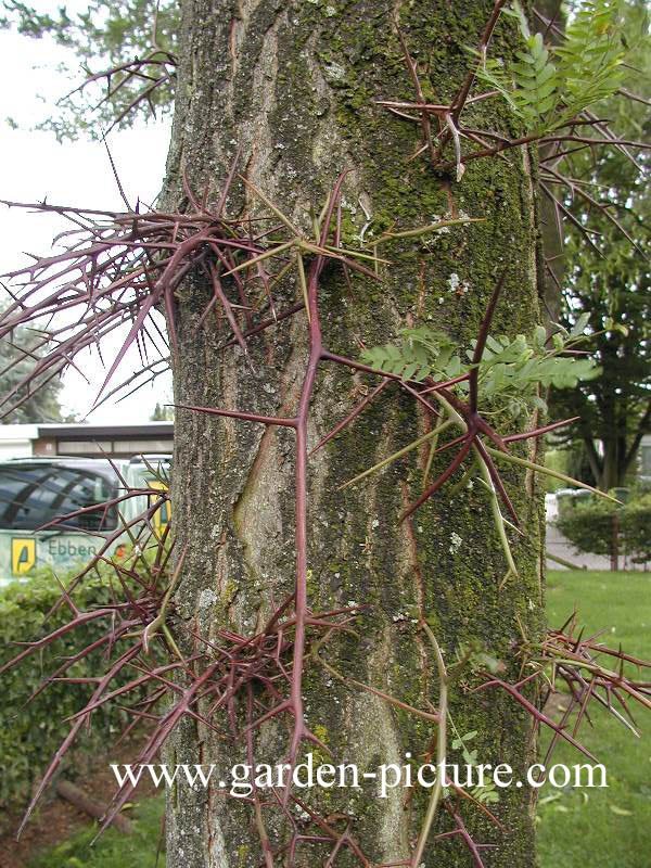 Gleditsia triacanthos