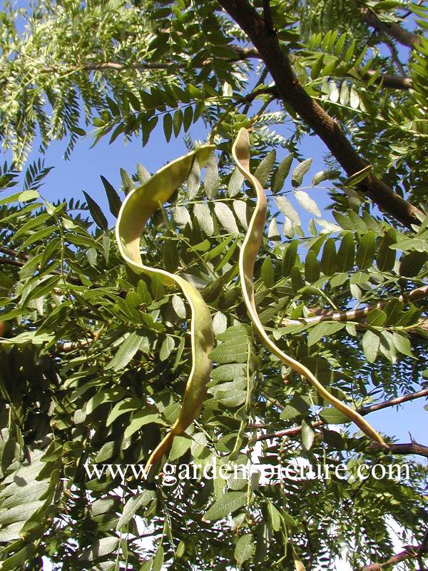 Gleditsia triacanthos 'Elegantissima'