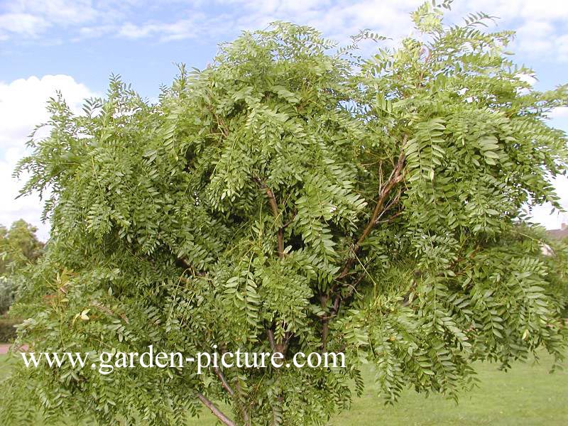 Gleditsia triacanthos 'Elegantissima'