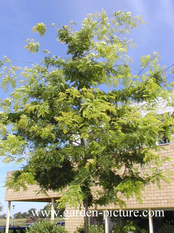 Gleditsia triacanthos f. inermis