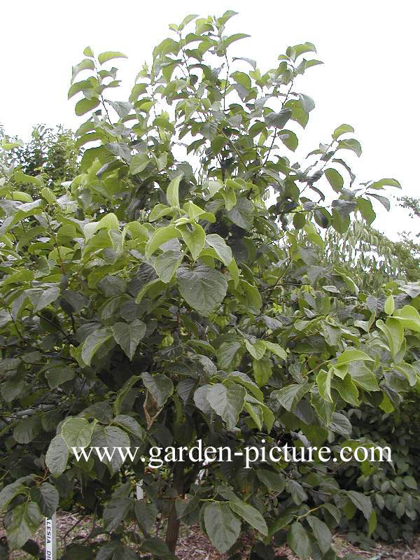 Halesia diptera magniflora