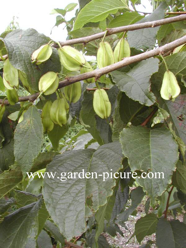 Halesia monticola vestita