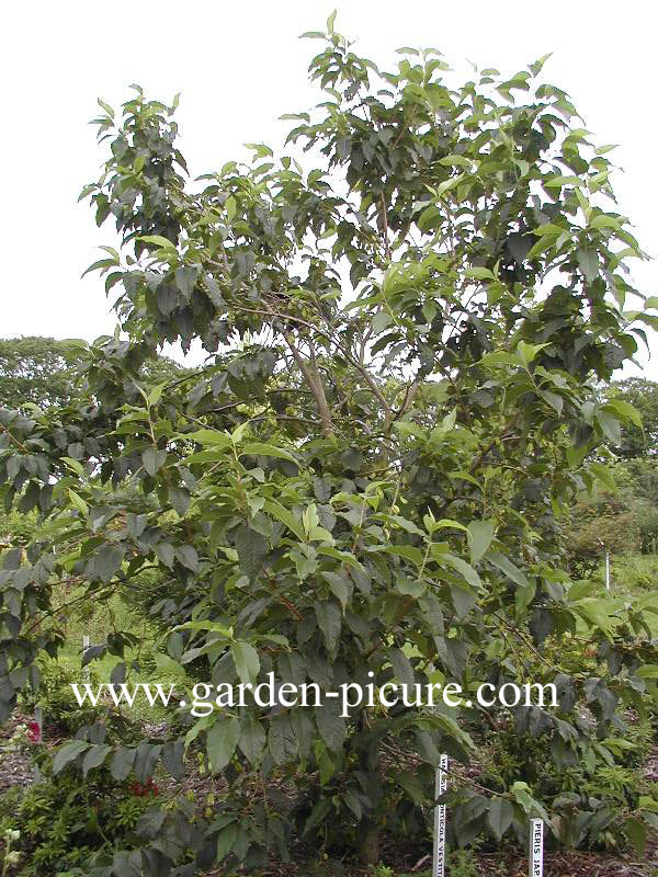 Halesia monticola vestita