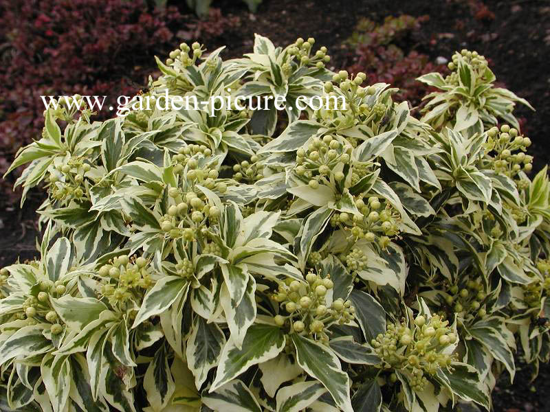 Hedera helix 'Ice Cream'