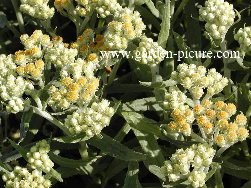Helichrysum 'Schwefellicht'