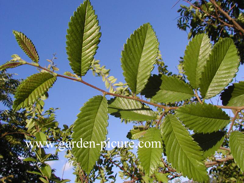Hemiptelea davidii