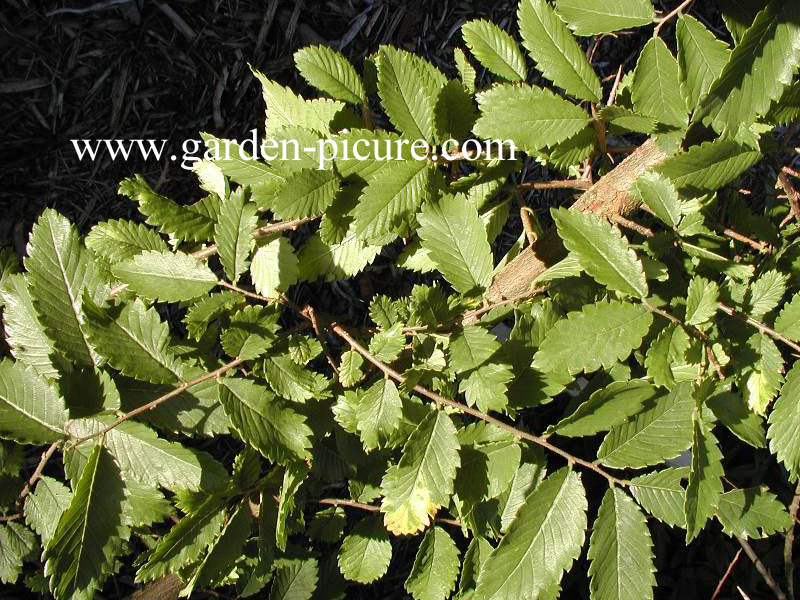 Hemiptelea davidii