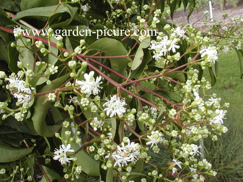 Heptacodium miconioides