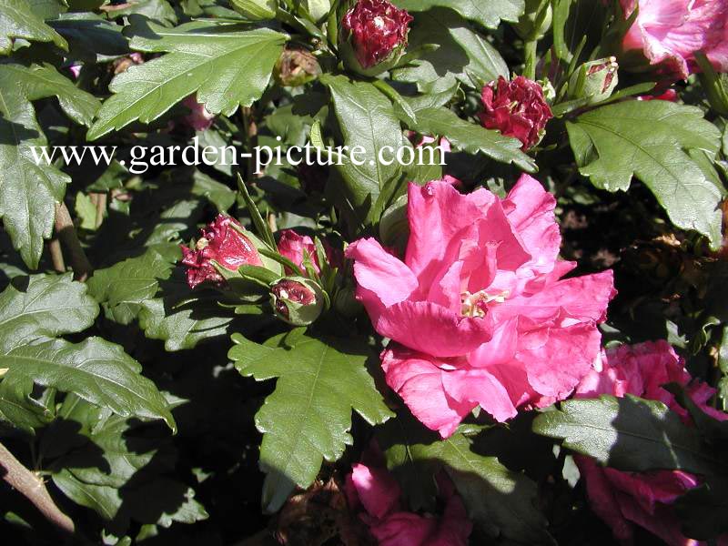 Hibiscus syriacus 'Boule de Feu' (59601)