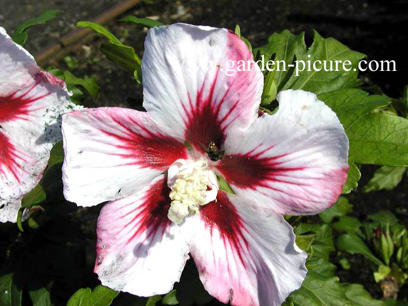 Hibiscus syriacus 'Hamabo'
