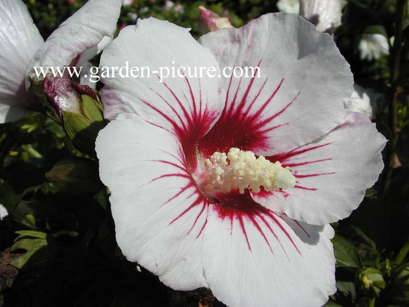 Hibiscus syriacus 'Monstrosus'