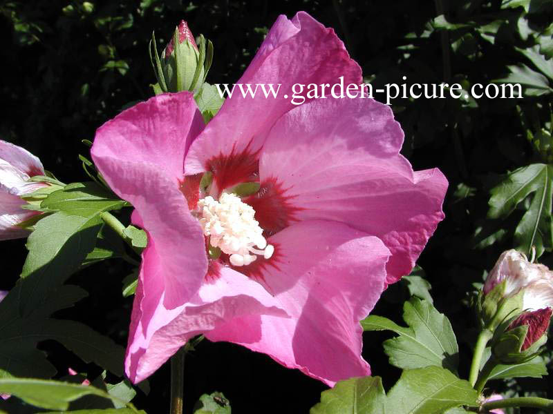 Hibiscus syriacus 'Flogi' (PINK GIANT)