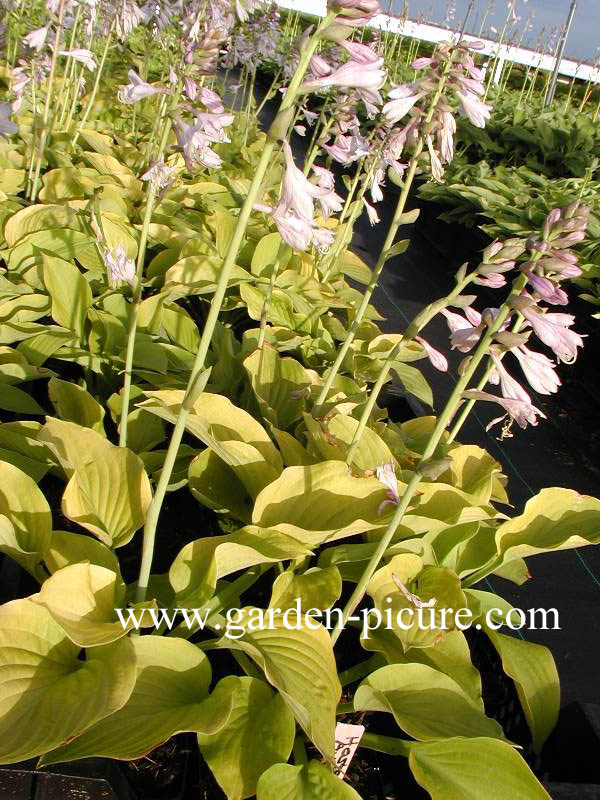 Hosta 'August Moon'