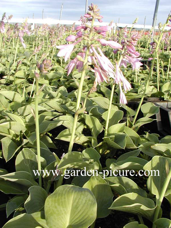 Hosta 'Blue Cadet'