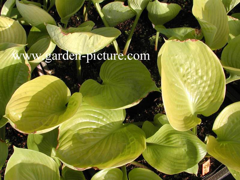 Hosta 'Sum and Substance'