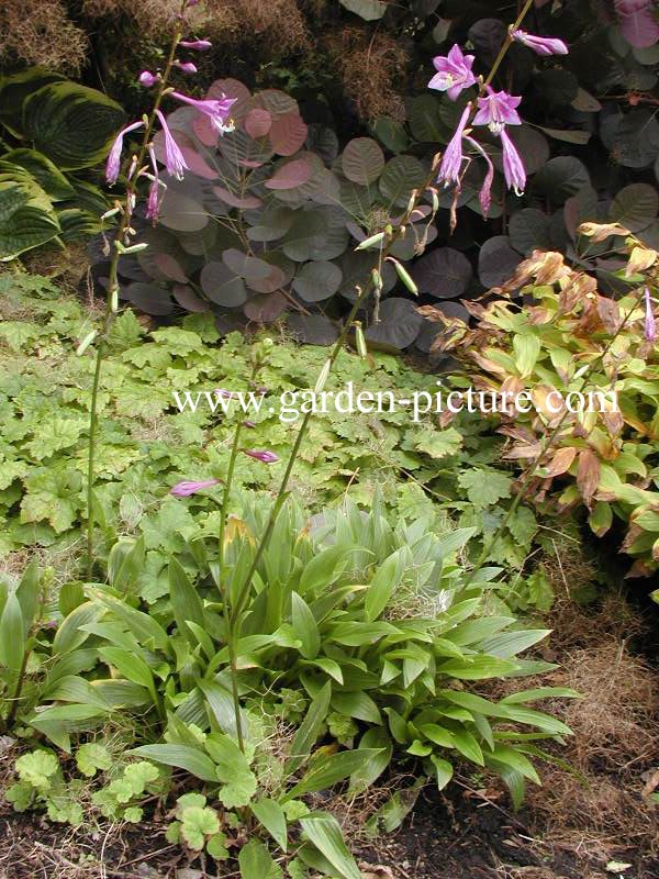 Hosta clausa var. normalis