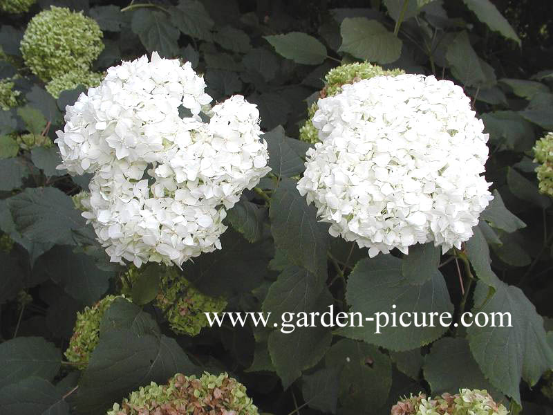 Hydrangea arborescens 'Grandiflora'