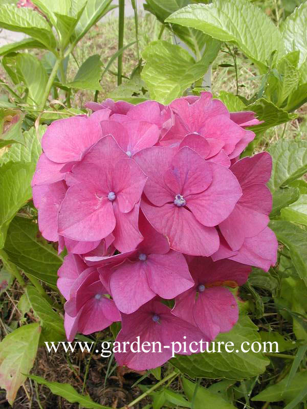 Hydrangea macrophylla 'Draps Wonder'