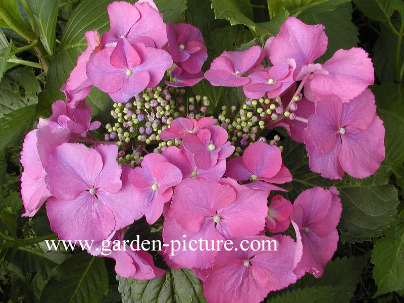 Hydrangea macrophylla 'Geoffrey Chadbund'