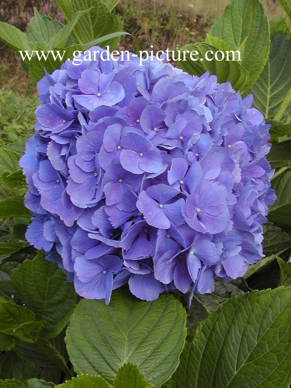 Hydrangea macrophylla 'Mathilde Guetges'