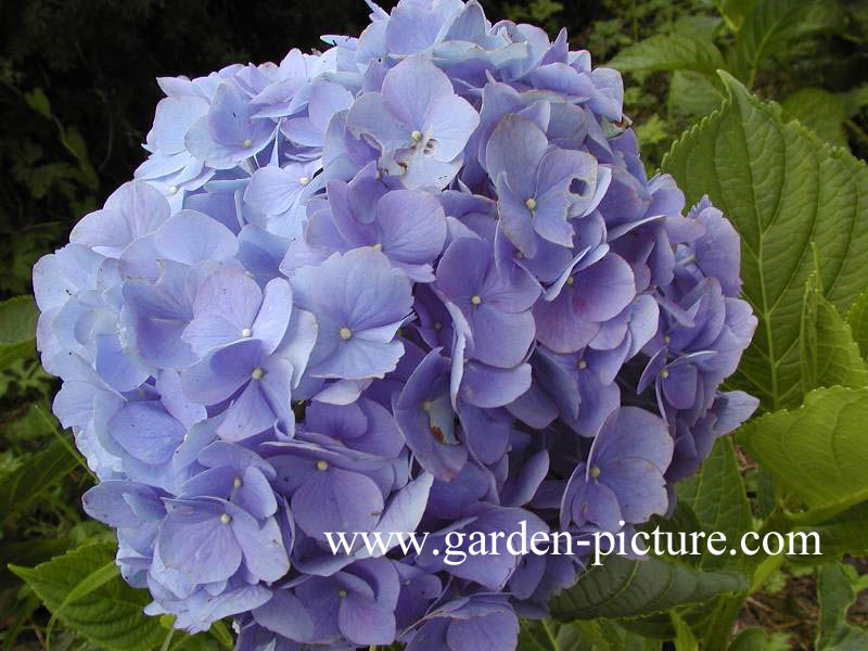 Hydrangea macrophylla 'Mathilde Guetges'