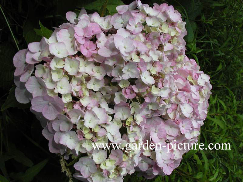 Hydrangea macrophylla 'Seascape'